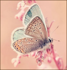 Inspiracje na wiosne motylek paznokcie