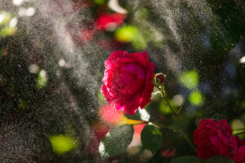 Piękna, pełna, czerwona róża w deszczowej kąpieli i promieniach słońca
