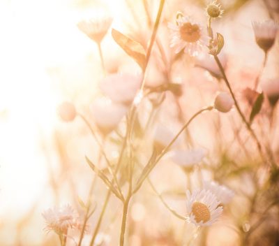 Piękne, białe, polne kwiaty wygrzewające się w porannym słońcu