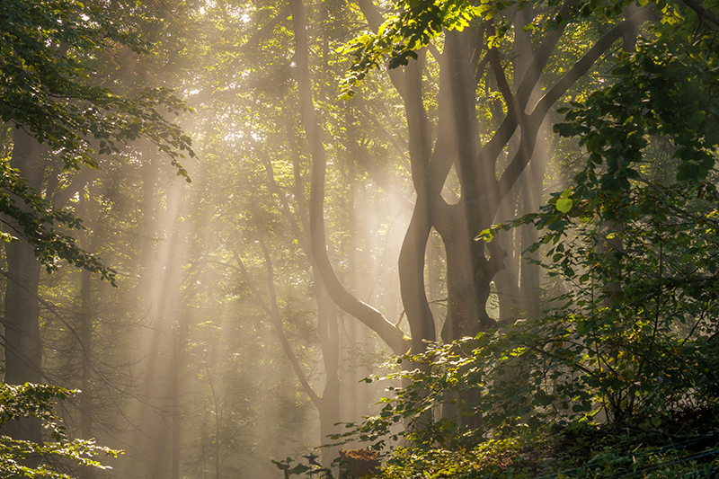 Piękny, tajemniczy las o poranku i zachwycające promienie słońca